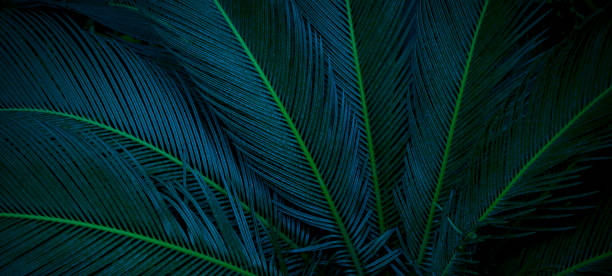 istock tropical green palm leaf and shadow, abstract natural background, dark tone 1401541229