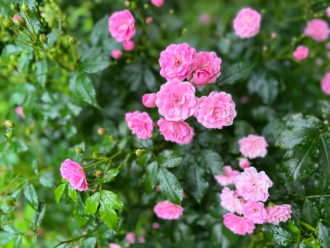 Pink rose flowers in beautiful  garden at the morning, summertime