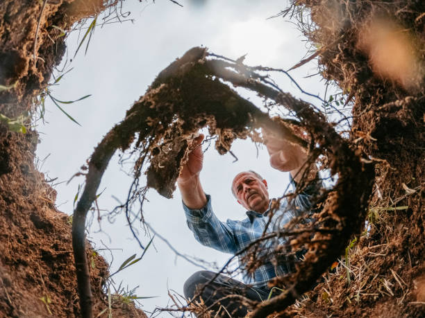 istock Senior Man Planting A Tree In A Ground Hole 1401543971