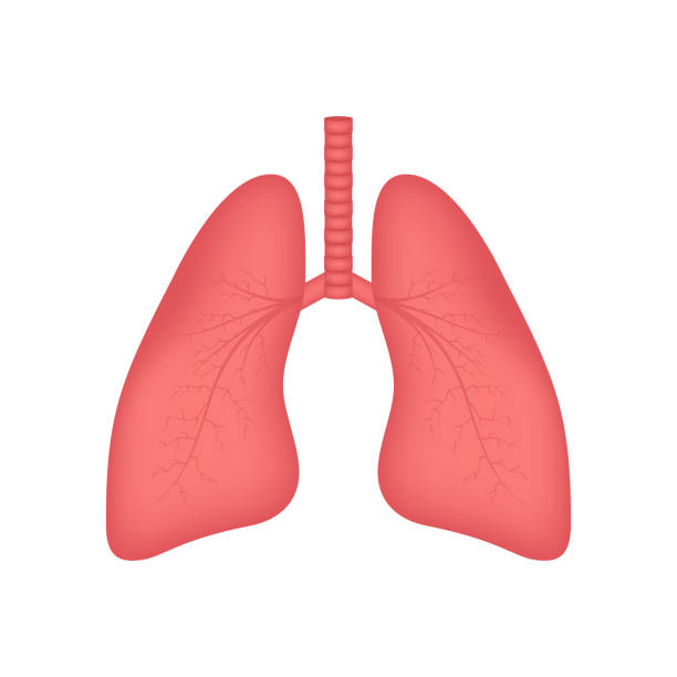 Lungs, great design for any purposes. Cartoon illustration. Simple vector illustration Lungs, great design for any purposes. Cartoon illustration. Simple vector illustration. clip art of a diagram of human lungs stock illustrations