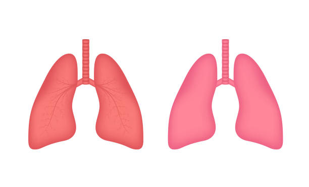 Lungs, great design for any purposes. Cartoon illustration. Simple vector illustration Lungs, great design for any purposes. Cartoon illustration. Simple vector illustration. clip art of a diagram of human lungs stock illustrations