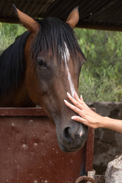 istock a woman hand stroking horse in stable 1401544454