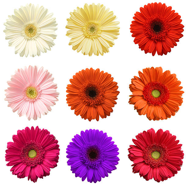 Gerber Daisy Collection Nine different gerbera daisies isolated on white background.Diamond Ring and red boxSpecial Valentine's Day Photos gerbera daisy stock pictures, royalty-free photos & images