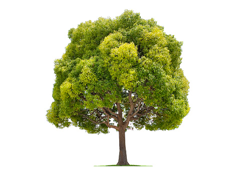 A camphor tree isolated on a white background.