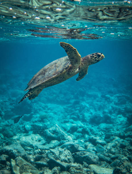 A turtle swims through to the Indian Ocean in the Maldives A turtle swims through into the Indian Ocean in the Maldives sea turtle underwater stock pictures, royalty-free photos & images