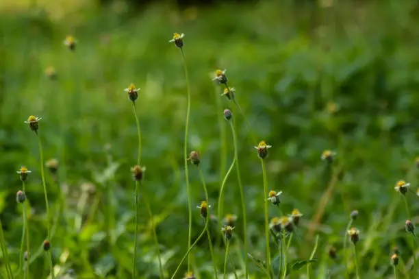 Natural View Focus On Foreground Grass Flowers In The Garden