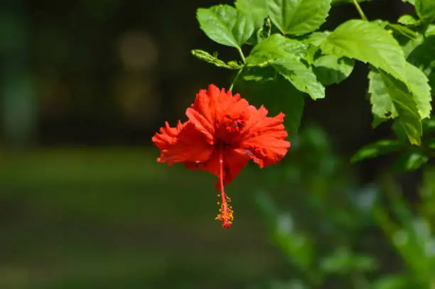 Natural View Hanging Flower Of Red Hibiscus Rosa-sinensis Or Rose Mallow Flower In The Garden