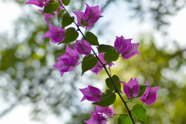 Low Angle View Sweet Purple Flowers Of Bougainvillea Plants In The Garden