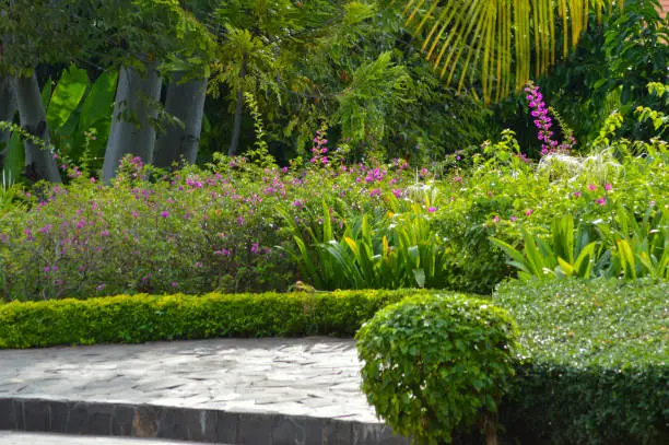 Natural Beauty Garden Landscape Design With Purple Flowers Of Bougainvillea Plants