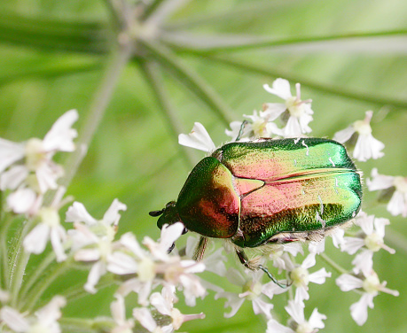Cetonia aurata, known as the rose chafer, or more rarely as the green rose chafer, is a beetle, 20 mm (¾ in) long, that has metallic green colouration (but can be bronze, copper, violet, blue/black or grey) with a distinct V shaped scutellum, the small triangular area between the wing cases just below the thorax, and having several other irregular small white lines and marks. The underside is a coppery colour.\nRose chafers are capable of very fast flight; they do it with their wing cases down thus resembling a bumble bee. They feed on flowers, nectar and pollen, in particular roses (from where they get their name); which is where they can be found on warm sunny days, between May and June/July, occasionally to September (source Wikipedia).\n\nThis Picture is made during a long weekend in the South of Belgium in June 2006.