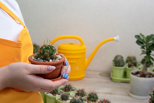 Women's hands hold pot with lobivia cinnabarina cactus. Selective focus. Picture for articles about hobbies, plants.