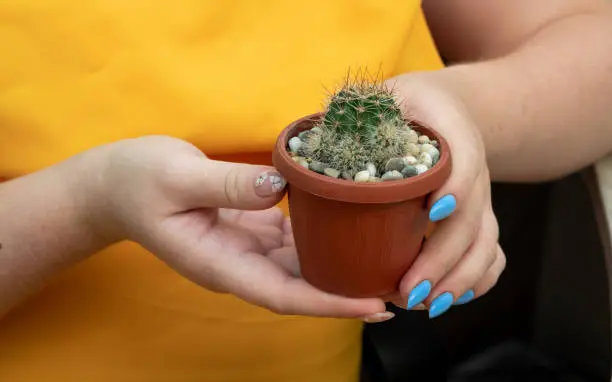 Female hands hold a pot with a cactus echinopsis niederrhein oker. Selective focus. Picture for articles about hobbies, plants.