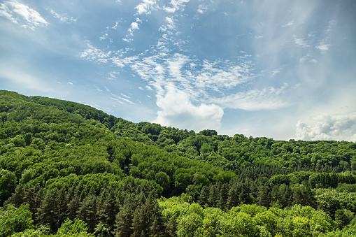 Landscape : Huge emerald green forest under a blue sky with clouds