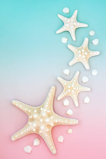 Summer Nature Background with Starfish and Cockle Shells
