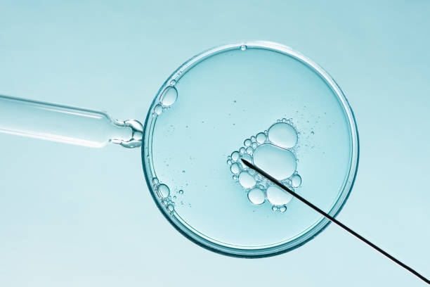 konzept der in-vitro-fertilisation. - eizelle stock-fotos und bilder