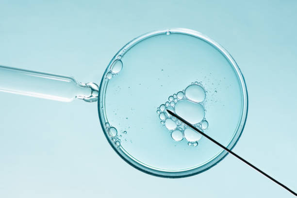 In vitro fertilisation concept. In vitro fertilisation concept. Artificial insemination or fertility treatment macro photography. human fertility stock pictures, royalty-free photos & images