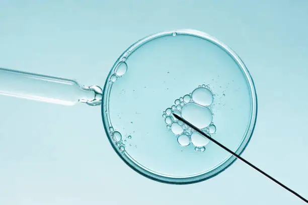 Photo of In vitro fertilisation concept.