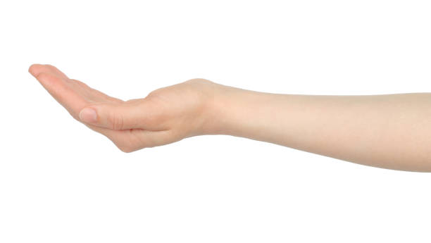 istock Woman hand shows virtual holding something, on white background 1401551847
