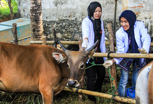 Two veterinarians check the health of cows to be sold for Eid al-Adha celebrations at a farm in Bengkulu City, Indonesia, September 9, 2016
