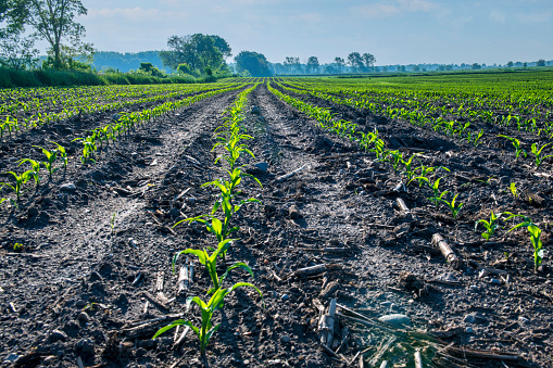 Corn In Rows New Corn In Rows Stock Photo - Download Image Now - Corn, Corn - Crop ...