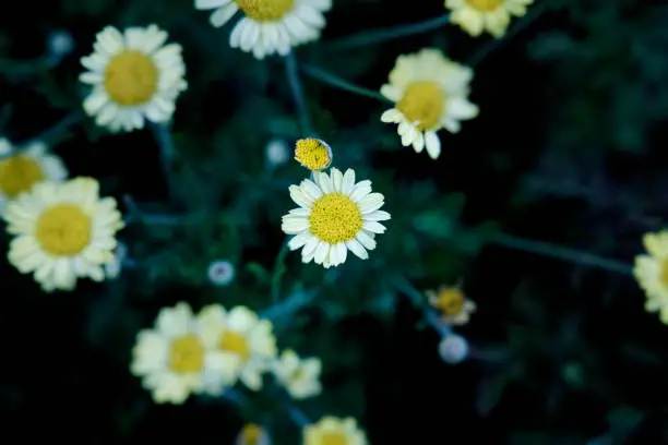 Close-up of Chamomile bunch in nature