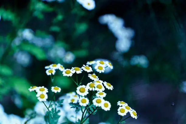 Chamomile bunch in nature with a blue background