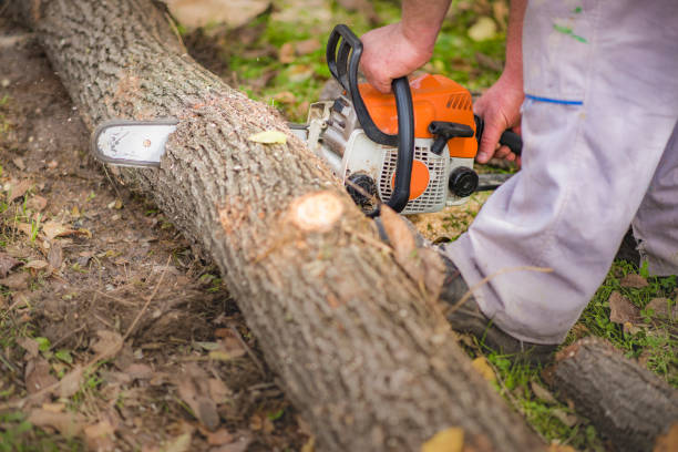 istock Wood cutting with chainsaw in nature 1401553514