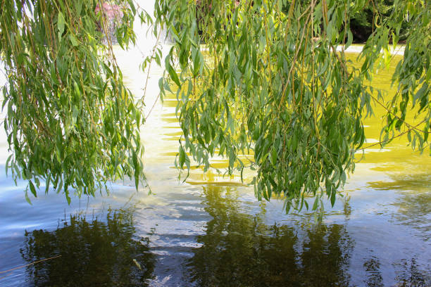 istock Willow branches touch the water in the lake in spring 1401553554