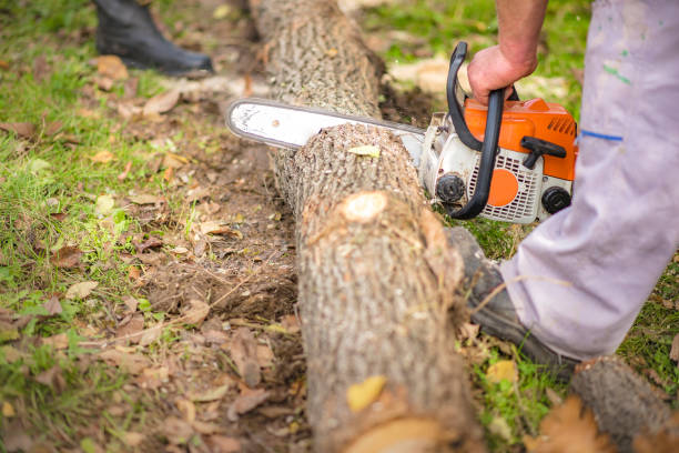 istock Wood cutting with chainsaw in nature 1401553582