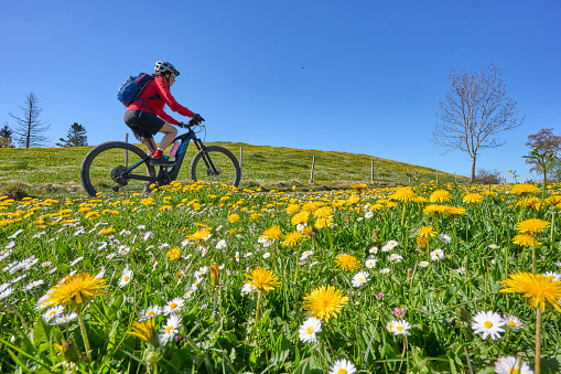 pretty senior woman riding her electric mountain bike in  springtime in the Allgau mountains near Oberstaufen, in warm evening light with blooming spring flowers in the Foreground, Bavaria, Germany