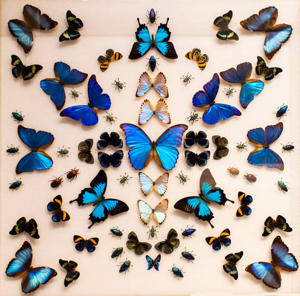 Butterfly Papillon Insect - Free photo on Pixabay