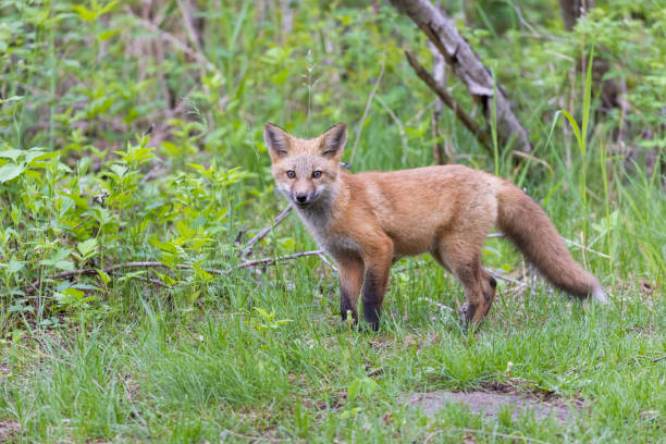 istock Cute red fox pup in early summer 1401554833
