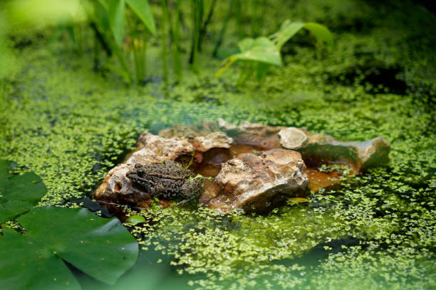 A beautiful green frog sits on a stone in the middle of duckweed
