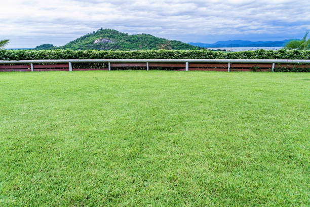 istock View of blue sky and beautiful white clouds with green meadow tree. Plain landscape background for summer poster. The best view of the holiday. 1401555103