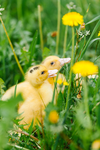 Mulard ducklings in the grass, close-up.