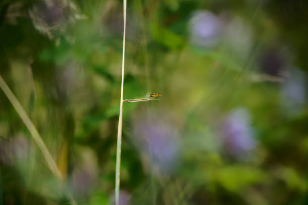 Close-up of small insects on a wild grass