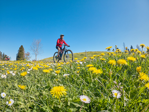 pretty senior woman riding her electric mountain bike in  springtime in the Allgau mountains near Oberstaufen, in warm evening light with blooming spring flowers in the Foreground, Bavaria, Germany