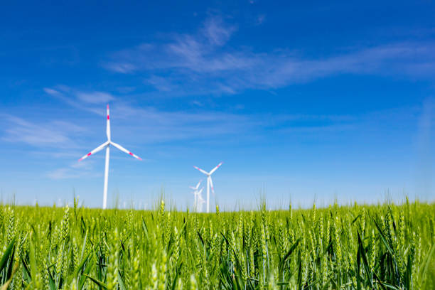 Young green wheat in front of few large wind power turbines as standing among agricultural fields, generating clean, green renewable electrical energy.