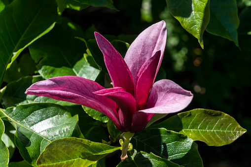 Magnolia Liliiflora 'Nigra' photo