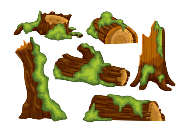 Tree trunks, logs and stumps with moss vector illustrations set Tree trunks, logs and stumps with moss vector illustrations set. Collection of isometric cartoon drawings of parts of trees with moss in jungle or swamp isolated on white background. Nature concept moss stock illustrations