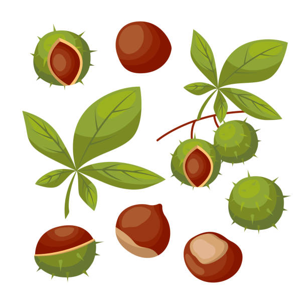 Chestnuts with shells and leaves vector illustrations set Chestnuts with shells and leaves vector illustrations set. Brown nuts with and without green shells isolated on white background. Nature, food, autumn concept chestnuts stock illustrations