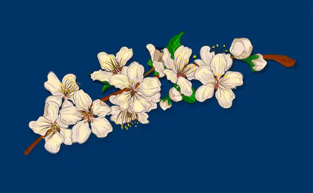 Vector illustration of Vector illustration of cherry blossom.Spring is coming.Sakura,