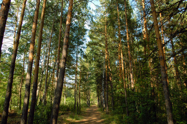 istock The forest path passes between tall pine trees that form an alley in a coniferous green forest in the rays of the evening sun 1401559423