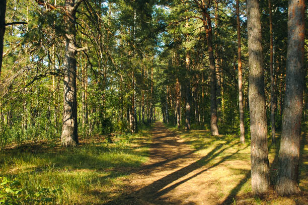 istock The forest path runs between mostly pine trees, forming an alley in a green forest in the rays of the evening sun. Tree shadows fall on the path 1401559570
