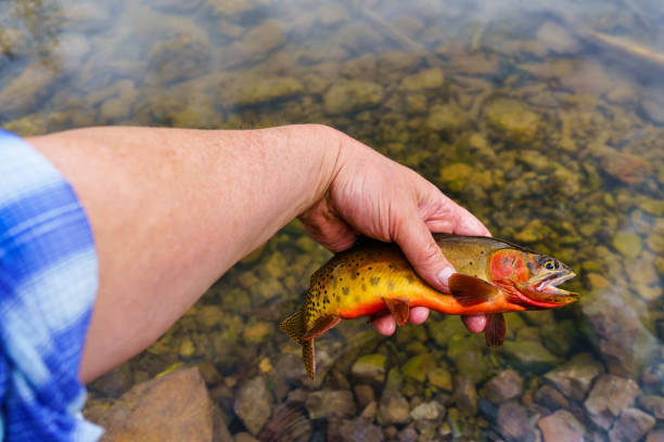 istock Catch and Release Cutthroat Trout Fly Fishing 1401560722