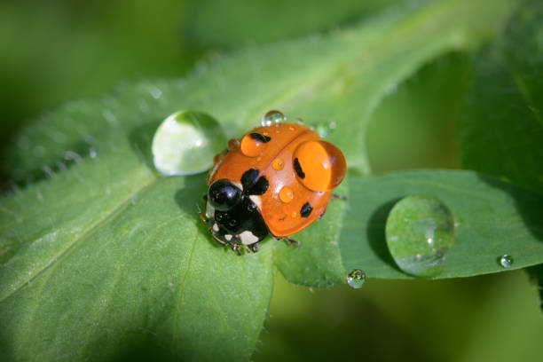 une coccinelle assise sur une plante verte dans un jardin - septempunctata photos et images de collection