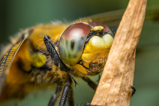 Micro shot of hornet insect. Top margin of the head and part of head details are well seen on the picture.