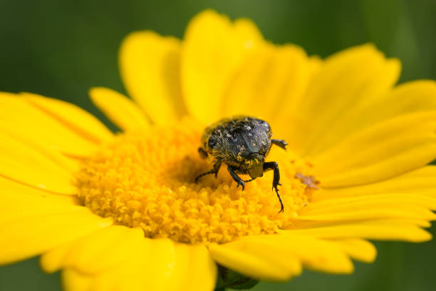 Melanophila beetle on yellow flower with nice bokeh background of creeping jarilla plant, Fumana ericoides, Alcoy, Spain