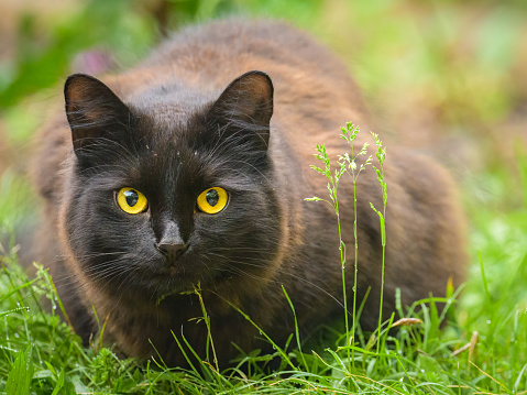 Portrait of a black cat with yellow eyes, cloudy day in spring, green background