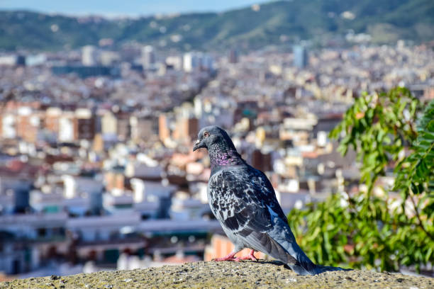 istock the pigeon with a view on the background 1401562685